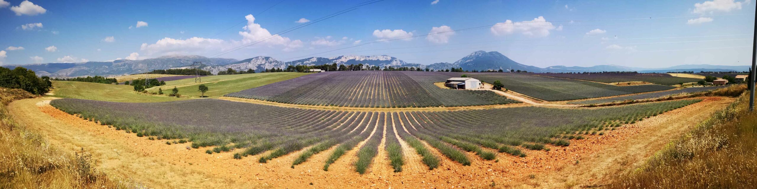 Vue panoramique magnifique sur les champs de lavande fleuris à Valensole